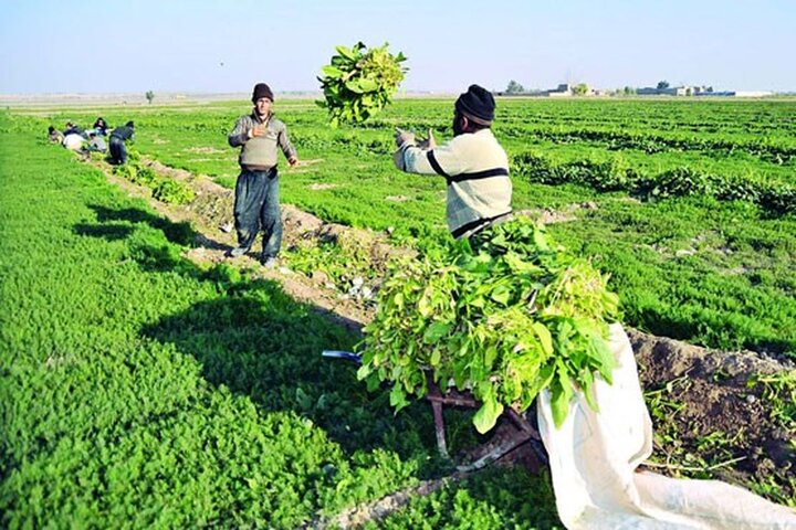 سهم بخش کشاورزی در اقتصاد کشور ۸.۸ درصد است