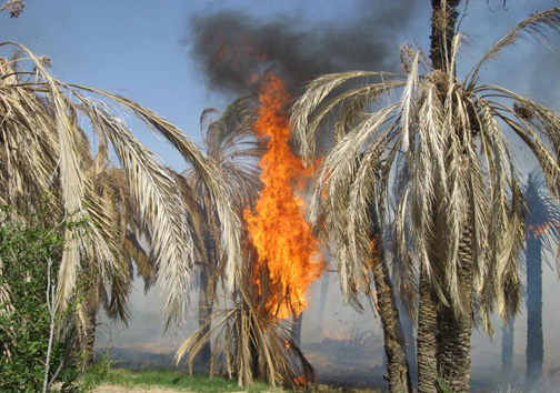 آتش به جان نخلستان‌های روستای هیچان افتاد