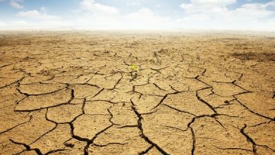 تصویر از تأثیرات خشک‌سالی بر اقتصاد استان سمنان؛ بیکاری مولود زشت بی آبی