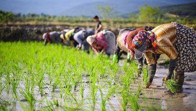 تصویر از آغاز برداشت برنج در شهرستان خاش