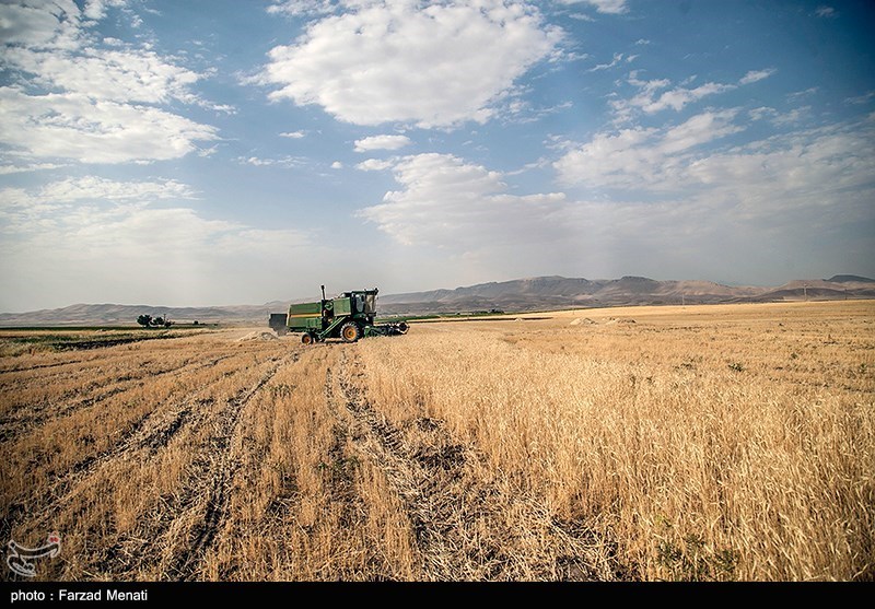 پیش بینی رشد سالانه ۲.۷ درصدی بخش کشاورزی ایران تا ۲۰۲۴/ عبور تولید گندم ایران از مرز ۱۸ میلیون تن