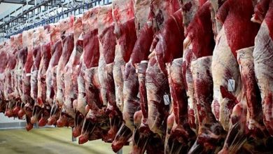 تصویر از تولید سالانه ۲۶ هزار تن گوشت قرمز در ایلام
