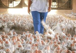 هشدار افزایش قیمت مرغ به ۳۰ هزار تومان با حذف ارز ۴۲۰۰ تومانی