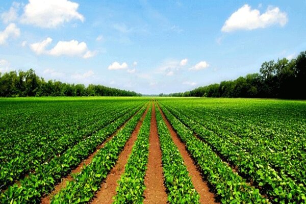 سالانه ۱۵۰۰ تن محصولات کشاورزی در استان بوشهر تولید می‌شود