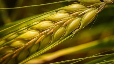تصویر از ۵ میلیون تن گندم کشاورزان را امسال بخش خصوصی می‌خرد