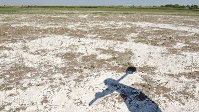 تصویر از شوری خاک کشاورزی خراسان شمالی را تهدید می‌کند