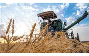 تصویر از خرید تضمینی ۴۳۷ هزار و ۷۳۲ تن گندم از کشاورزان