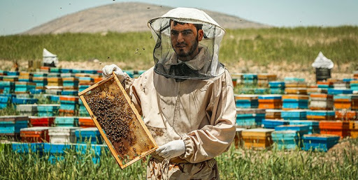 پرداخت ۱۳ میلیارد ریال تسهیلات به زنبورداران جدید