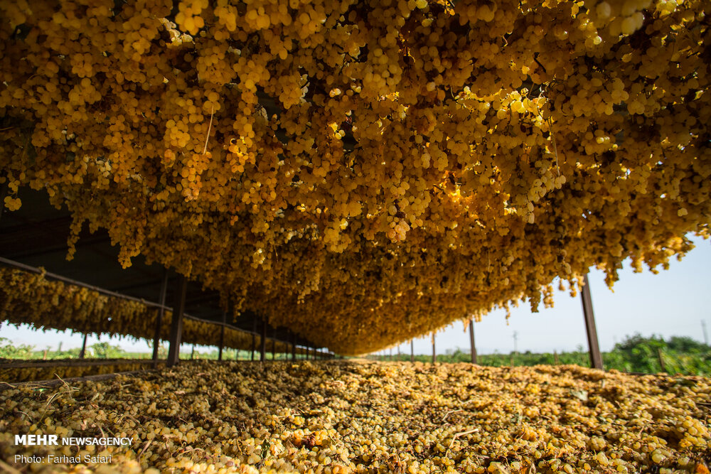 طرح سرشاخه کاری انگور و گردو راهی برای مبارزه با سرما و افزایش تولید در استان همدان