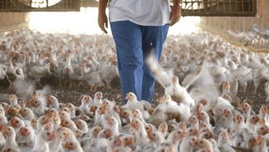 تصویر از جریمه ۲۴ میلیارد تومانی مرغداران متخلف در تهران/ ۹۰ درصد نهاده های توزیعی وارد بازار آزاد شد
