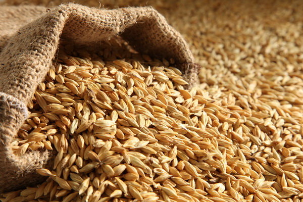 رشد ۱۱ درصدی خرید و توزیع بذر جو