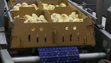 تصویر از ورود اولین گله جوجه یک روزه تولید داخل مرغ آرین به بازار کشور پس از ۱۵ سال