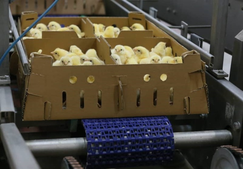 ورود اولین گله جوجه یک روزه تولید داخل مرغ آرین به بازار کشور پس از ۱۵ سال.