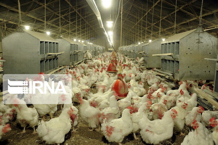 «مرغ ایرانی» |فائو: تولید مرغ چاق صرفه اقتصادی ندارد