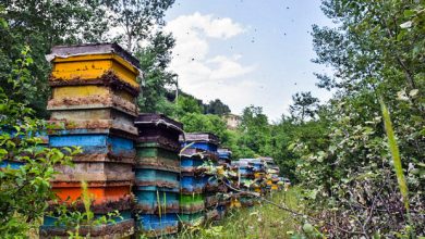 تصویر از آغاز کوچ زنبورداران سوادکو‌ه‌شمالی به جنوب‌ کشور/ فعالیت 703 زنبور دار
