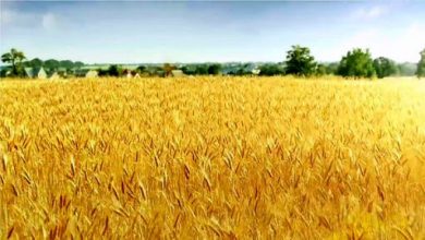 تصویر از تولید گندم آبی ۷.۴ درصد و گندم دیم ۳.۷ درصد افزایش یافت