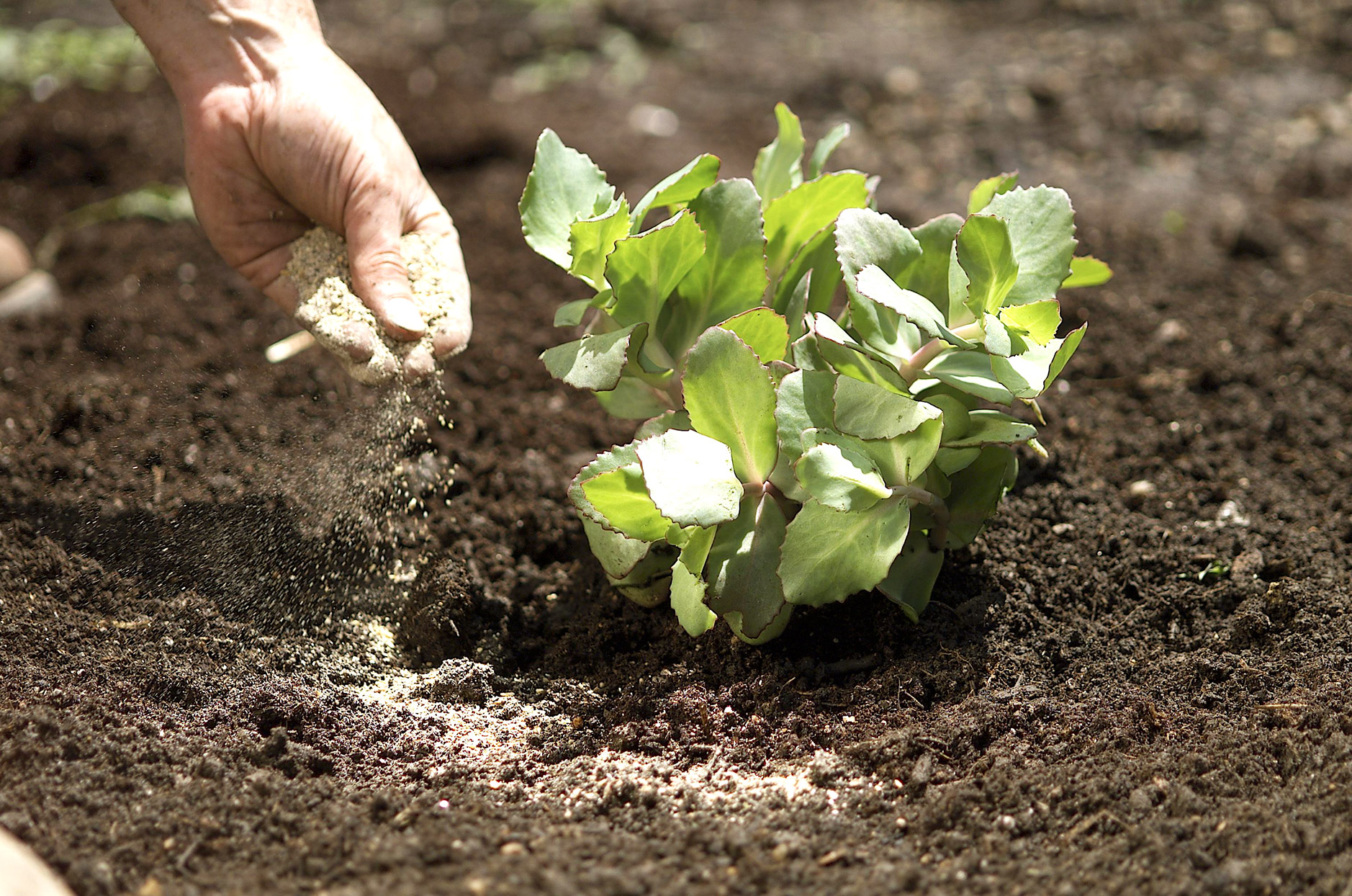 man-fertilizing-perennial-in-dirt-a9382036