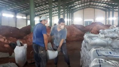 تصویر از تامین کود های کشاورزی برای 378 هکتار باغات هلو و شلیل در آمل
