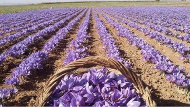 تصویر از مطالبات زعفرانکاران خراسان رضوی این هفته پرداخت می‌شود