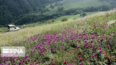 تصویر از وسعت مزارع گیاهان دارویی داورزن به ۲۵۵۰ هکتار رسید