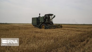 تصویر از پیشتازی گلستان در تولید کلزای کشور