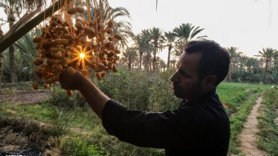 تصویر از آغاز برداشت خرما در شهرستان رودان