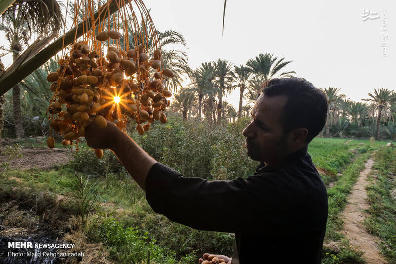 آغاز برداشت خرما در شهرستان رودان