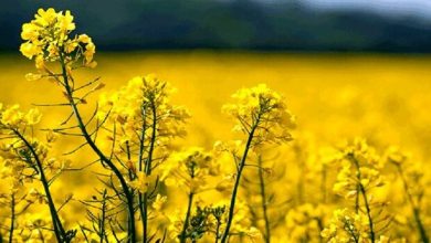 تصویر از توصیه های فنی جهت افزایش عملکرد مزارع کلزای آبی