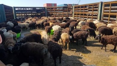تصویر از ذبح دام در عید قربان فقط در کشتارگاه‌ها انجام می‌شود