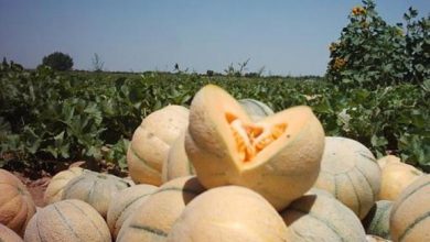 تصویر از برداشت ۵ هزار تن طالبی در لرستان