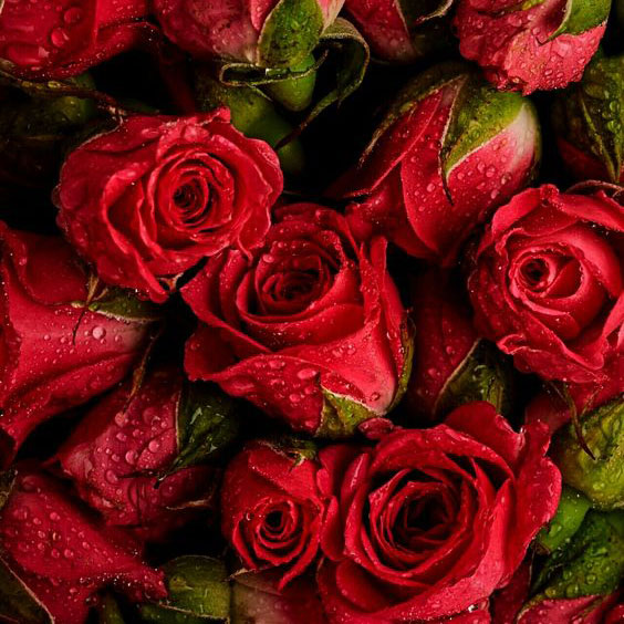 مروری بر بیماریهای گل رز و راههای کنترل آنها
