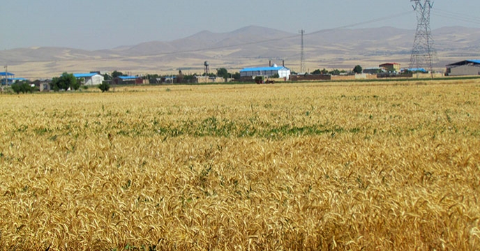 طرح پایلوت تغذیه کودی کشت گندم در مزرعه منتخب استان همدان