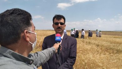 تصویر از کشت علوفه در دیم زار‌های کشور در تناوب با غلات افزایش می یابد