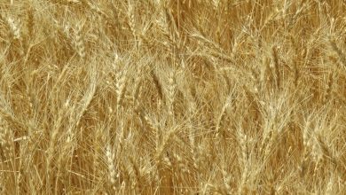 تصویر از برداشت رقم جدید گندم آناپورنا برای نخستین بار در بوکان