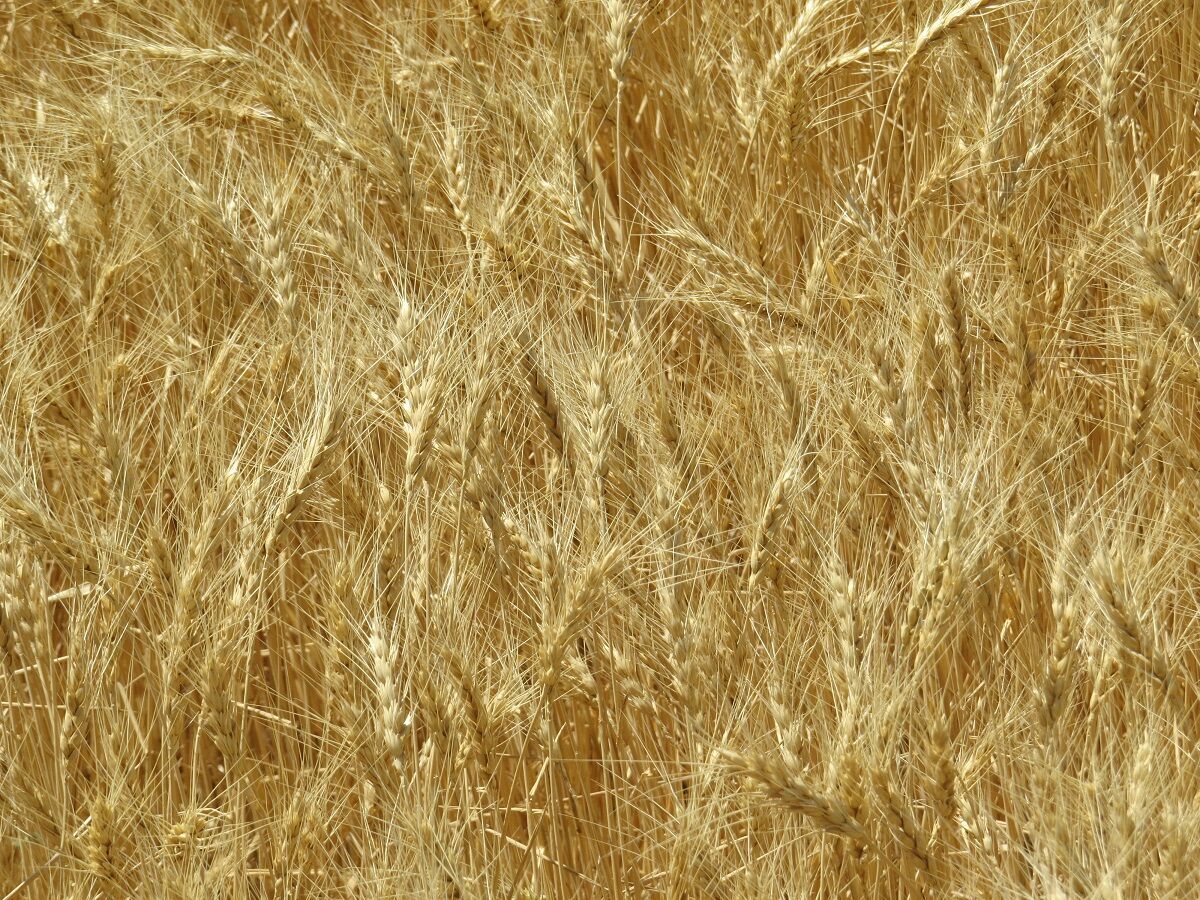 برداشت رقم جدید گندم آناپورنا برای نخستین بار در بوکان
