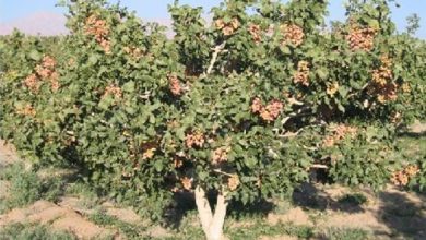 تصویر از ایجاد باغ مادری و سازگاری پسته در استان خراسان شمالی