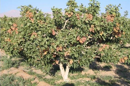 ایجاد باغ مادری و سازگاری پسته در استان خراسان شمالی