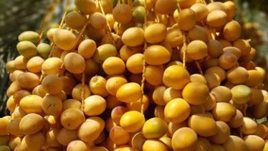 تصویر از آغاز برداشت خارک؛ نخستین میوه نخلستان های استان بوشهر