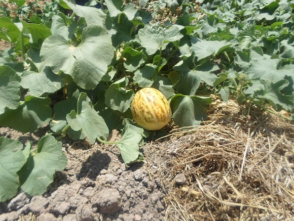 برداشت گرمک در شهرستان سیروان آغاز شد