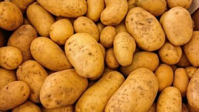تصویر از علف هرز مزارع سیب زمینی و نحوه کنترل آنها‏