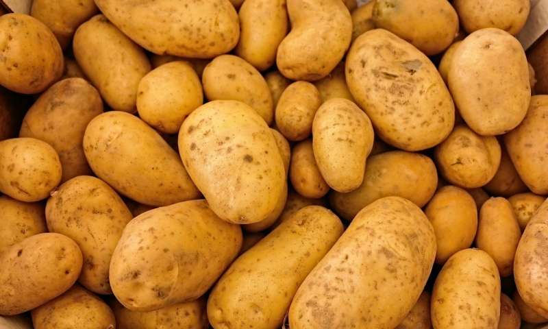 علف هرز مزارع سیب زمینی و نحوه کنترل آنها‏