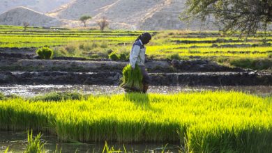 تصویر از «تولک زنون» رسمی رایج بین برنج کاران باغملک