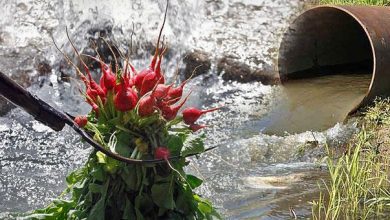 تصویر از آبیاری زمین های کشاورزی حاشیه گرگان با فاضلاب