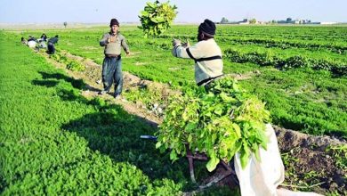 تصویر از سهم بخش کشاورزی در اقتصاد کشور ۸.۸ درصد است