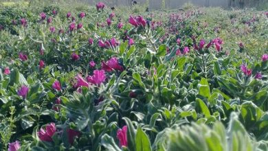 تصویر از کشت گیاهان دارویی در ۸۰۰۰ هکتار از اراضی کشاورزی استان همدان