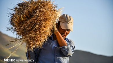 تصویر از کاهش تولید جهانی برنج، گندم و ذرت