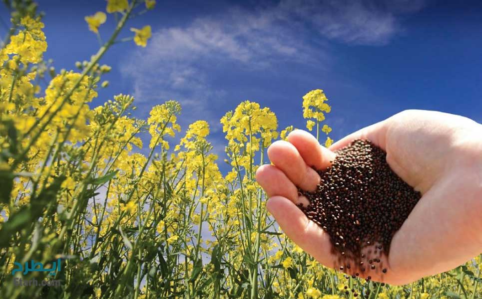عدم دسترسی ماشین‌آلات مشکل کلزاکاران خراسان شمالی؛ رغبتی به کشت وجود ندارد