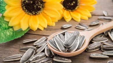 تصویر از خوی قطب تولید تخمه های آجیلی کشور/پیش بینی تولید38 هزار تنی در خوی