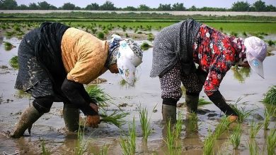 تصویر از «معجزه آبخیزداری»|نجات روستاهای کشور از مرگ خاموش با آبخیزداری