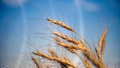 تصویر از جزئیات تغییرات طرح مجلس برای تعیین نرخ خرید تضمینی گندم
